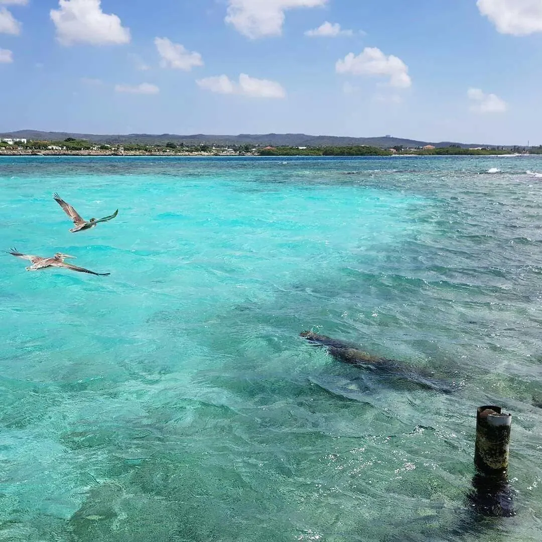 Sea Breeze Town Appartement Oranjestad